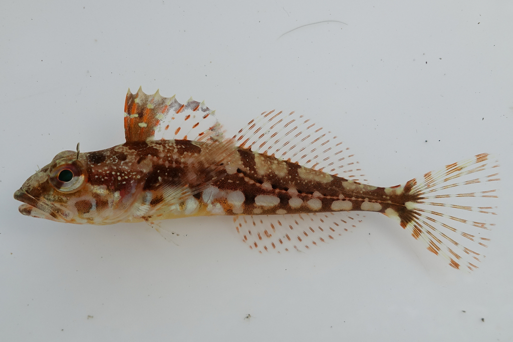 Sunrise Sculpin