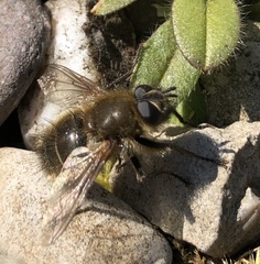 Tachina ursina