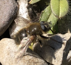 Tachina ursina