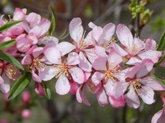 Prunus tenella
