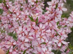 Prunus tenella