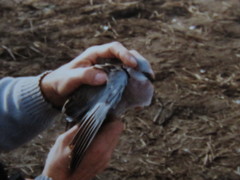 Streptopelia decipiens