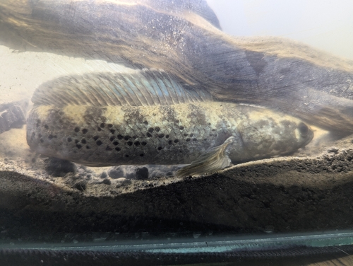 Assamese snakehead (Channa stewartii) — Channidae — 4