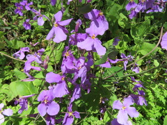 Orychophragmus violaceus