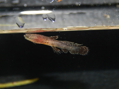 Angler Catfish photo 2