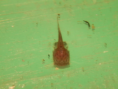 Angler Catfish photo 3