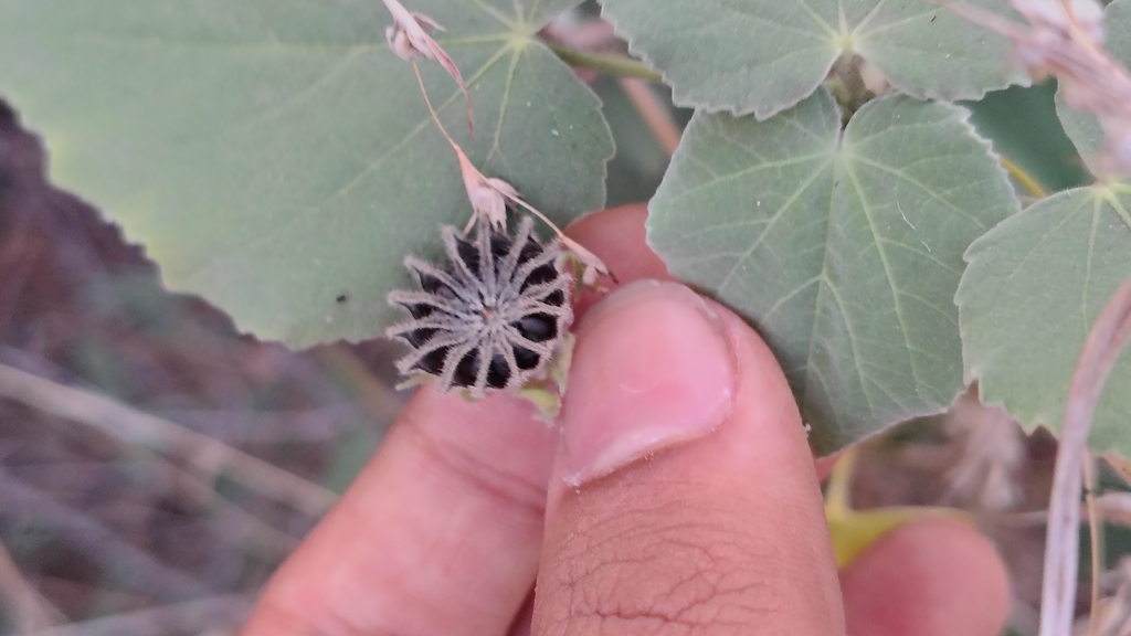 Abutilon bidentatum (Abutilon bidentatum)