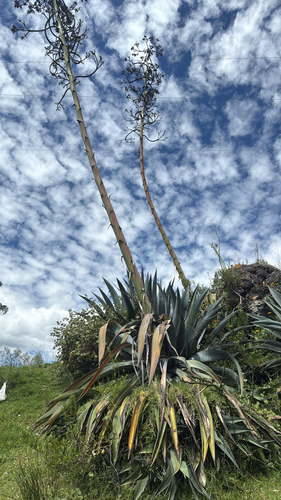Agave cordillerensis