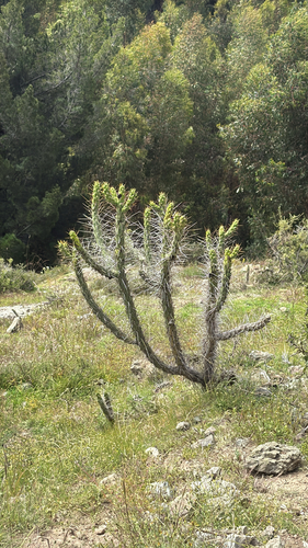 Eve's Needle Cactus