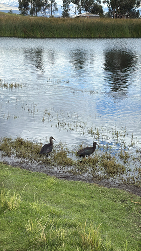 Puna Ibis