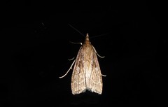 Eudonia octophora