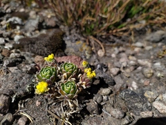 Draba nivicola