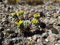 Draba nivicola