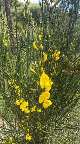Spanish Broom