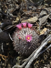 Mammillaria haageana haageana