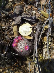 Mammillaria haageana haageana