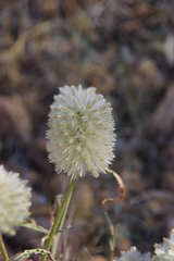 Ptilotus xerophilus