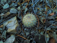 Mammillaria haageana haageana