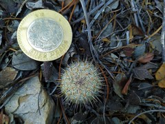 Mammillaria haageana haageana