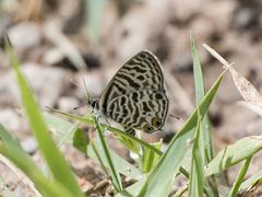 Leptotes pirithous pirithous
