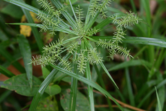 Cyperus meyenianus