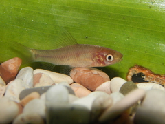 Osteochilus spilurus