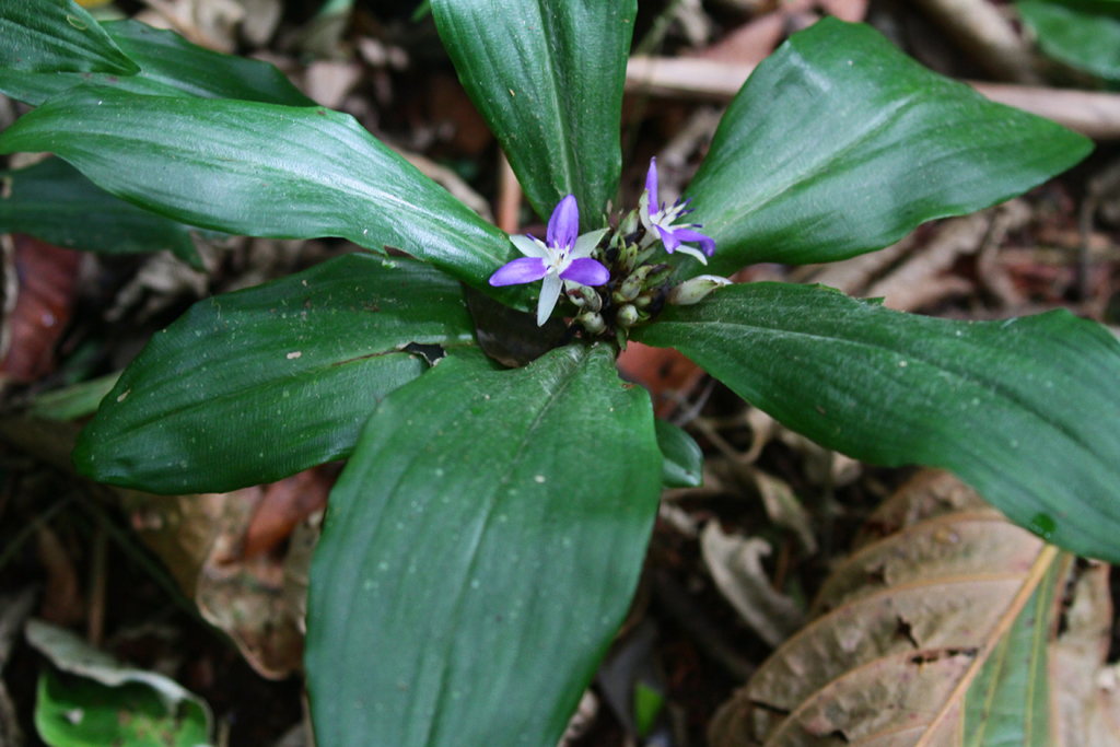 Dichorisandra acaulis (Dichorisandra acaulis)