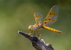 Perithemis intensa