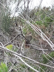 Dasyornis brachypterus