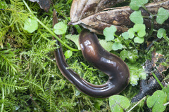 Arthurdendyus australis