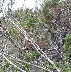 Dasyornis brachypterus