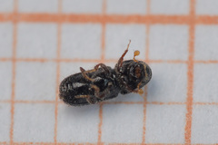 Pityogenes chalcographus