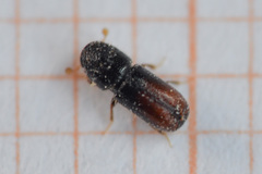 Pityogenes chalcographus