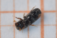 Pityogenes chalcographus
