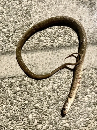Yellow-spotted Keelback