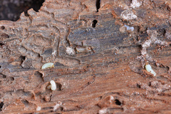 Pityogenes chalcographus