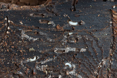 Pityogenes chalcographus