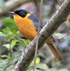 Cossypha dichroa dichroa