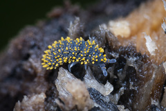 Holacanthella paucispinosa