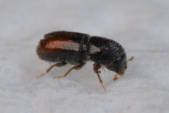 Pityogenes chalcographus
