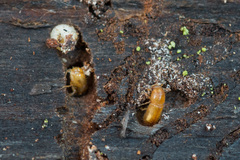 Pityogenes chalcographus