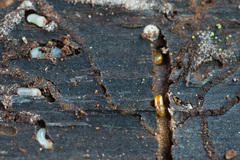 Pityogenes chalcographus