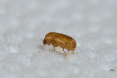 Pityogenes chalcographus