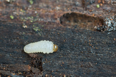 Pityogenes chalcographus