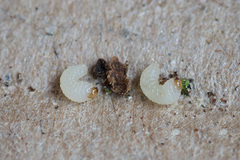 Pityogenes chalcographus