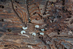 Pityogenes chalcographus