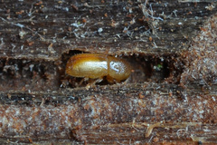 Pityogenes chalcographus