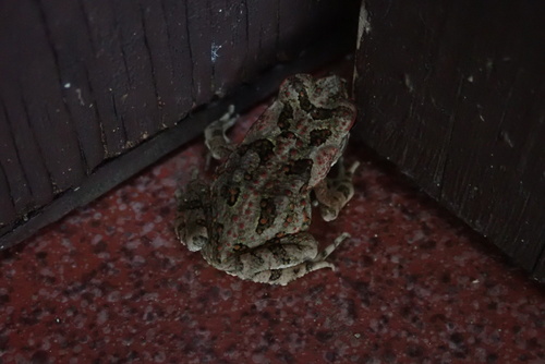 Cane Toad
