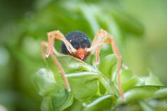 Eriorhynchus