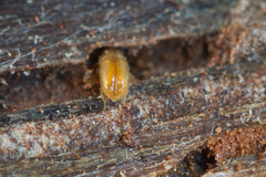 Pityogenes chalcographus